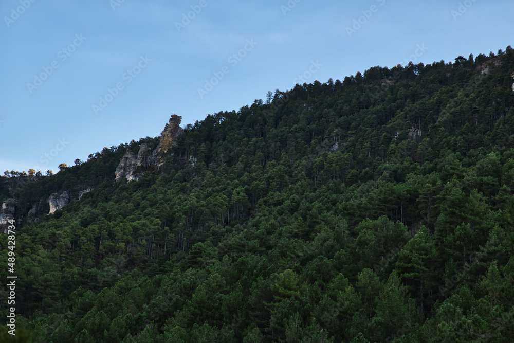 Forest in the mountains, Guadalajara, Spain Forest in the mountains, Guadalajara, Spain