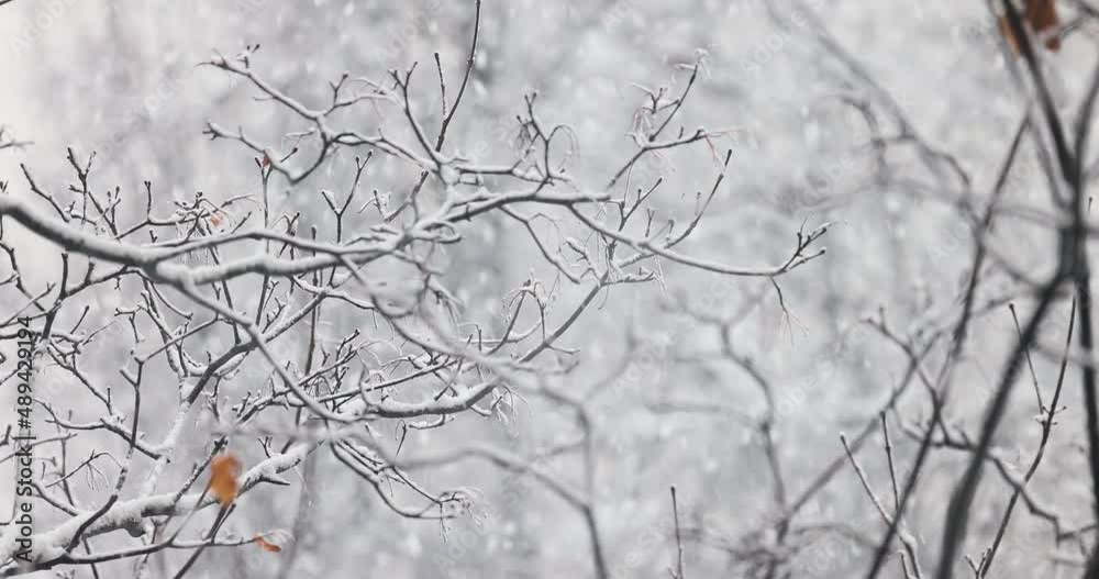Tree branches on the background of snowfall. Flakes of snow falling down winter landscape. Tree branches on the background of snowfall. Flakes of snow falling down winter landscape.