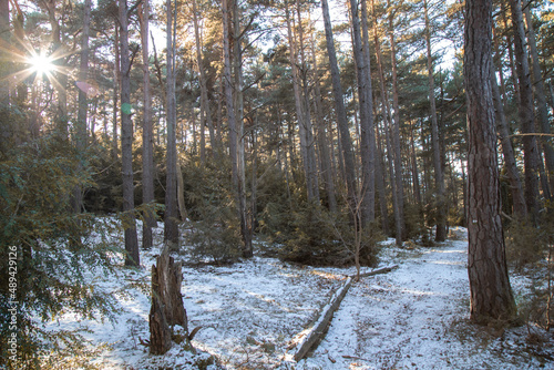 Snowy path among trees