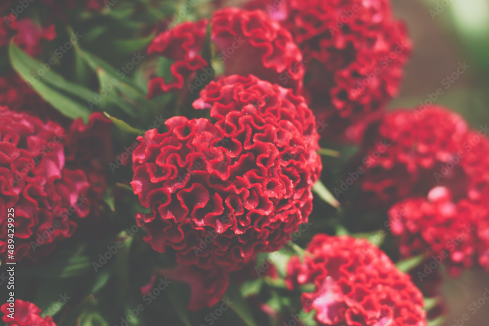 Fototapeta premium Real beauty nature background. Celosia argentea cristata cockscomb crested tropical flower bloom blossom. Planted temple Garden. Bordeaux red claret matt vintage colour. Alternative to amaranth
