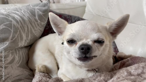 cane divano