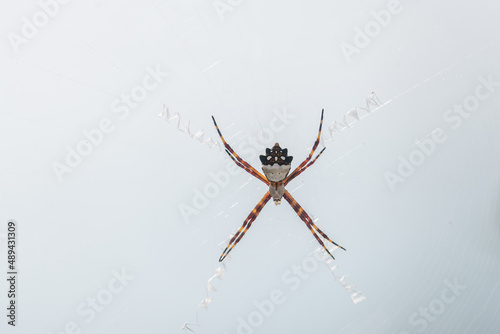 A Silver Garden Spider  Argiope argentata  on its web in the Florida Keys  USA.