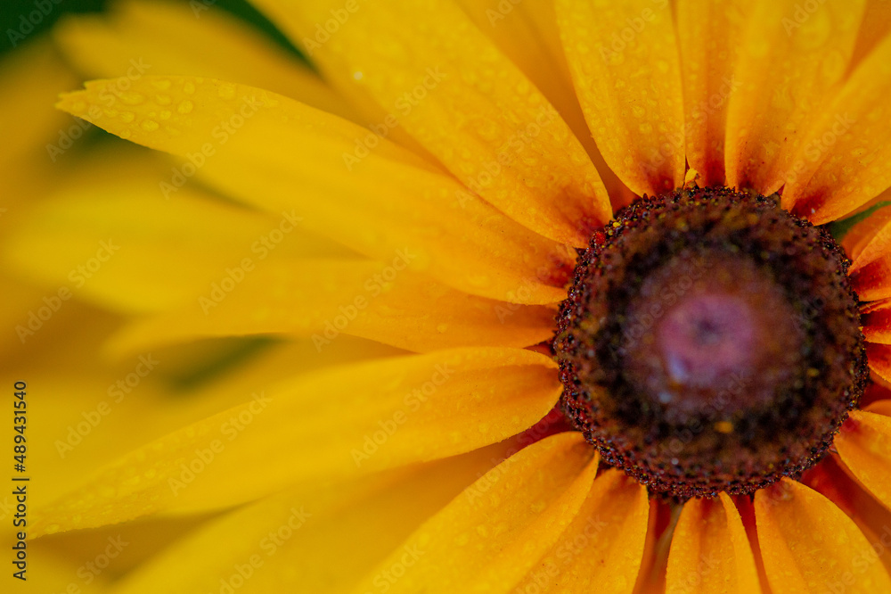 Echinacea is a genus, or group of herbaceous flowering plants in the daisy family. Yellow flower. Echinacea is a genus, or group of herbaceous flowering plants in the daisy family. Yellow flower.