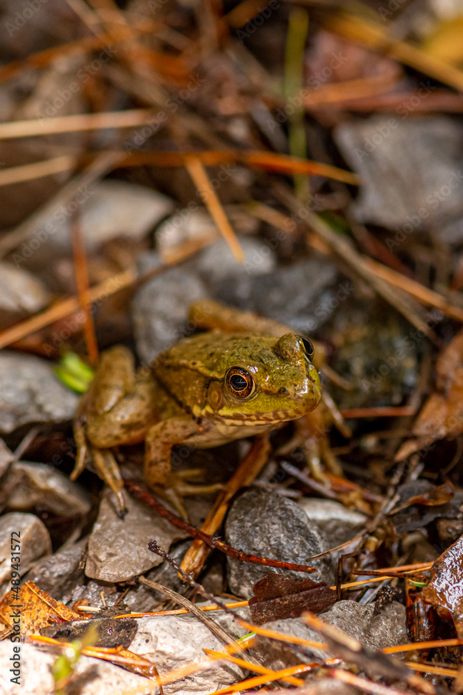 Naklejka premium A Green Frog (Rana clamitans) in Michigan, USA.