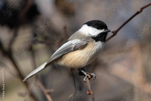 Closeup side view of a black-capped chickadee (Poecile atricapillus) perched on a branch in Autumn in Michigan, USA.