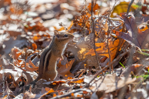 Eastern Chipmunk standing on dried leaves © Kirk Hewlett