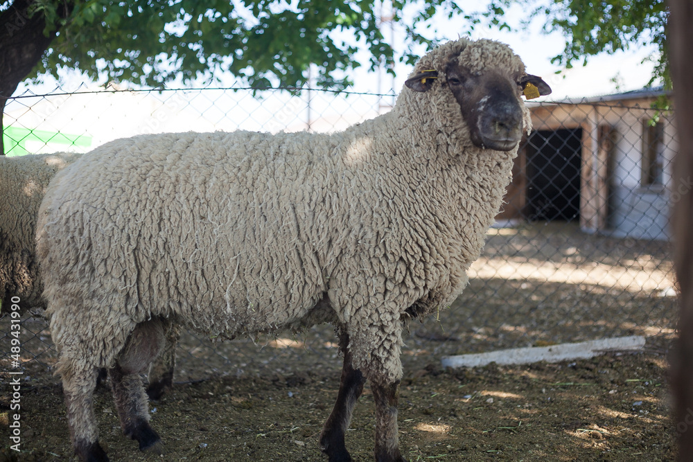Sheep farming is a very popular livelihood in the world. Merino sheep give birth to many offspring at a time. 
