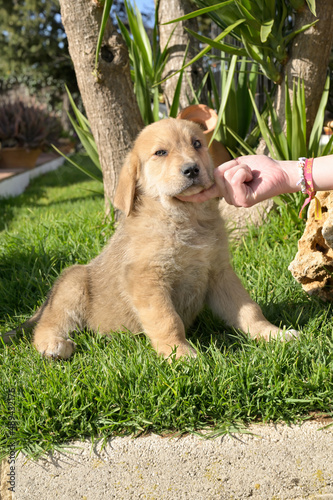 Wallpaper Mural Cachorros de mastin español Torontodigital.ca
