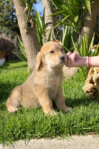 Cachorros de mastin español photo