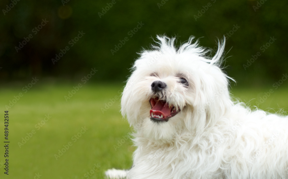 Happiness. Cute picture of a fluffy white poodle looking like it is smiling with green grass in the background.
