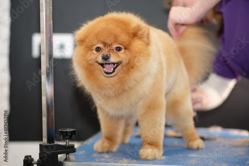 Happy pomeranian during a haircut in the salon
