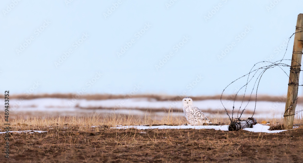 Snowy Owl sitting next to farm fence and fallen barbed wire in Blackie Alberta, Canada. Big blue sky in background with lots of copy space. 