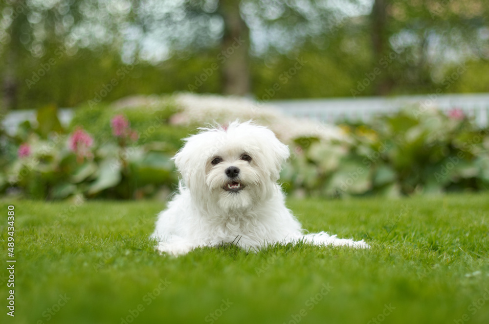 Puppy heaven. Adorable image of a fluffy white dog in beautiful green garden.