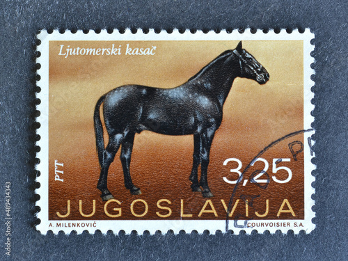 Cancelled postage stamp printed by Yugoslavia, that shows Ljutomer's Horse (Equus ferus caballus), circa 1969. photo