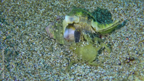 Gastropod Murex Trunculus or Duplex murex (Hexaplex trunculus) pulls a dead crab towards itself. photo