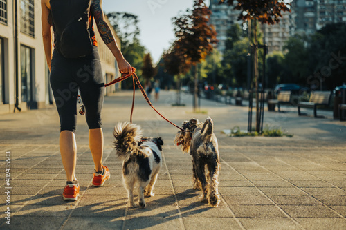 Canvas Print Woman walking her dogs on a leash during a sunset