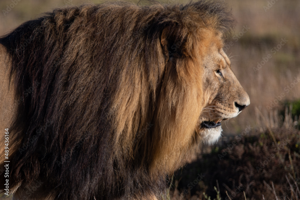 an African lion with a large mane