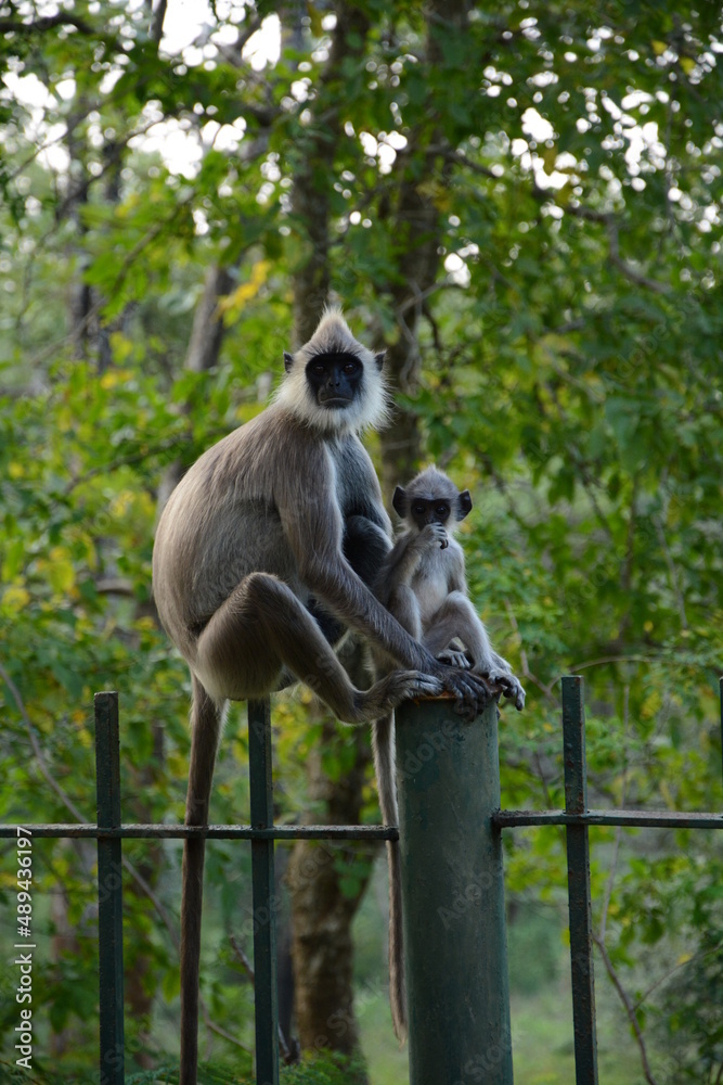 Obraz premium monkey on fens