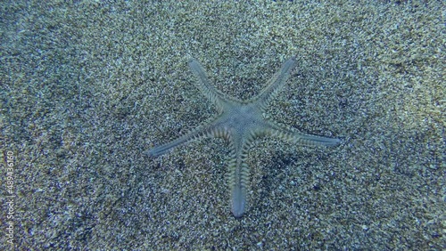 Slender sea star or Sand Starfish (Astropecten spinulosus) buries in a sandy bottom in shallow water, close-up. photo