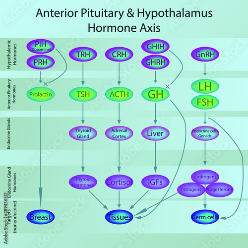 Pituitary gland hormone diagram showing signalling and feedback loops of endogenous endocrine molecules. Scientific chart for biology, pharmacology and medicinal education.