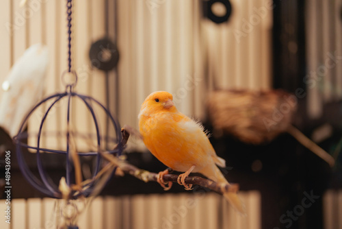 robin in cage beautiful animal  © Alberto GV PHOTOGRAP
