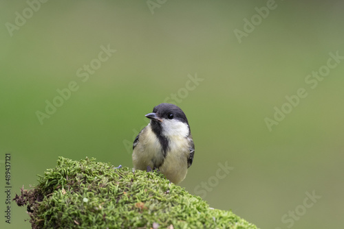 Parus major, mesange dans la nature et bokeh vert photo