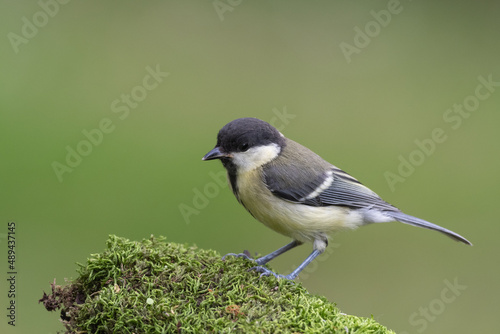 Mésange sur de la mousse végétale dans la nature, bokeh vert. Parus major