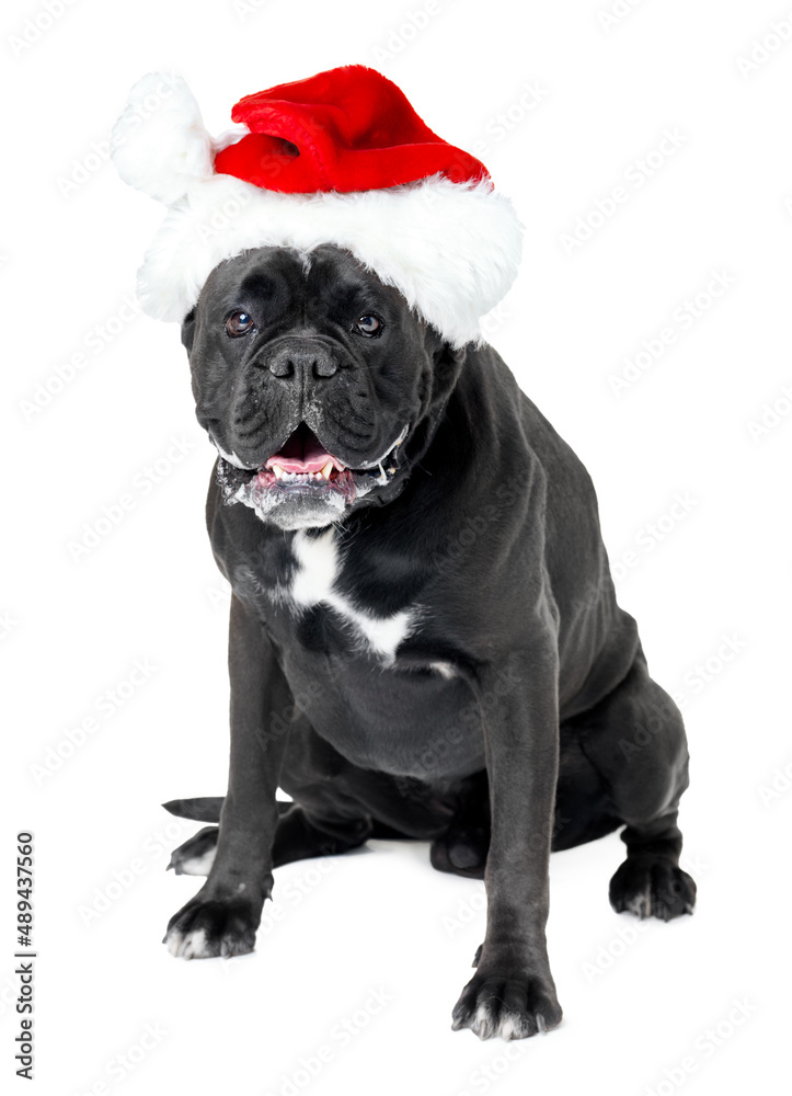 Ho ho ho. A Boxer wearing a Santa hat.