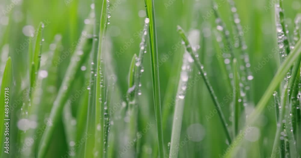 Green grass close-up super macro shooting. Green grass close-up super macro shooting.