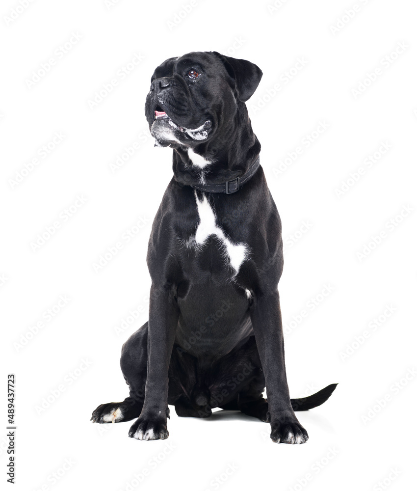 What are you looking at. Shot of a boxer dog isolated on white.