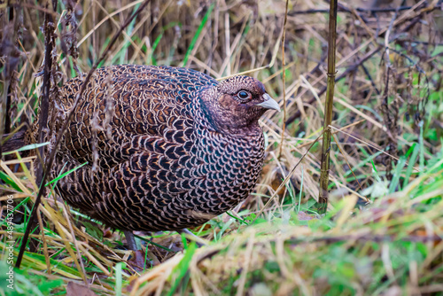 Valokuva A dark female melanistic mutant common pheasant hen hidden in undergrowth
