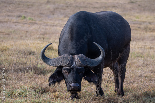 a cape buffalo shows its menacing horns