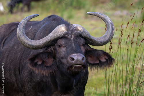 a cape buffalo shows its menacing horns