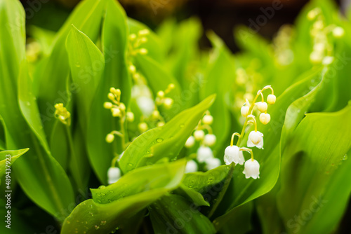Scena con dei fiori bianchi di mughetto in primavera ad aprile. Natura. Floreale. Verde. Fuori. photo