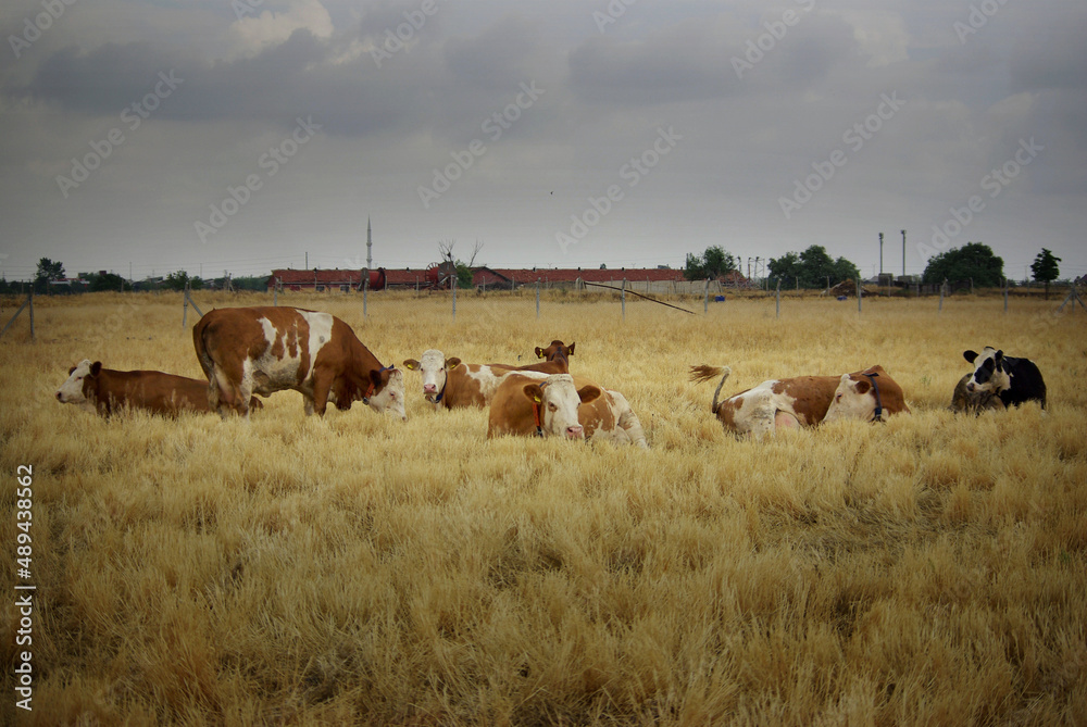 Simmental cows are on the field. Cows grazing and laying on the yellow field. Cattle farming is a very popular business. Simmental cows are on the field. Cows grazing and laying on the yellow field. Cattle farming is a very popular business.