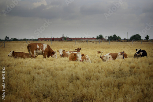 Simmental cows are on the field. Cows grazing and laying on the yellow field. Cattle farming is a very popular business.  © htarik