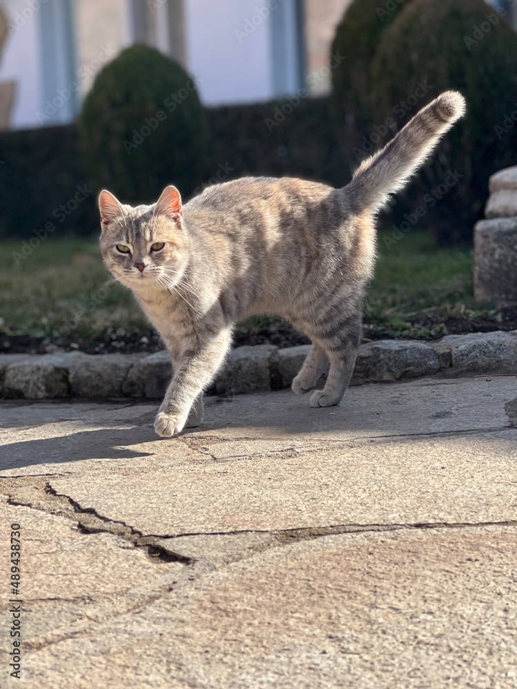 Obraz premium Cat outside