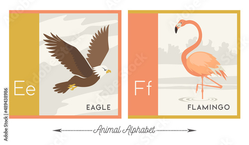 Illustrated alphabet with animals for kids. Letter E for eagle and letter F for flamingo. Vector collection of wildlife. For printable cards, learning tools, decor. photo