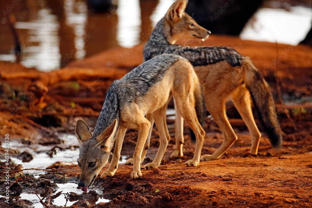 Fototapeta premium Black-backed Jackals (Canis mesomelas) Drinking by the Waterhole. Tsavo East, Kenya