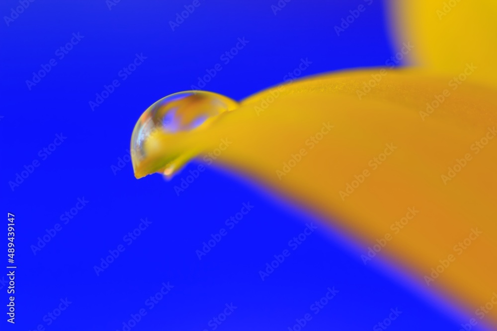 Close-up of a drop of water on a sunflower - macro, yellow, black and blue, colors of summer, welfare and our nature