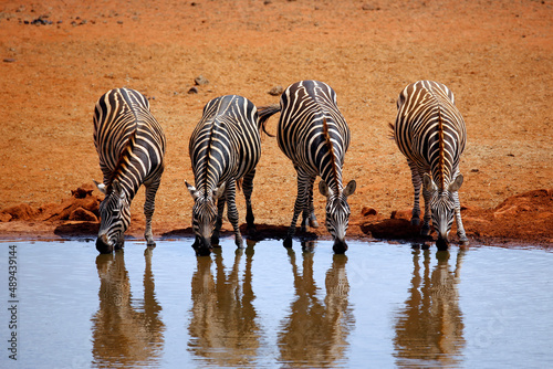 Four Zebras  Equus quagga  Lined up  Drinking at the Waterhole. Ngutumi  Kenya