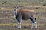 Eland at Cape Point in Cape Town