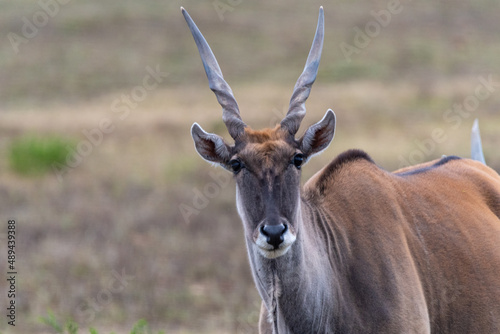 Eland at Cape Point in Cape Town