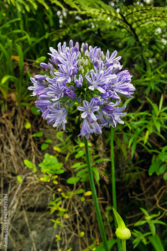 Purple-blue flower of the agapanthus or Africa lily.
