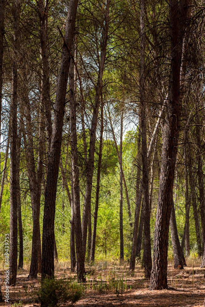 Naklejka premium Vertical shot of trees trunks in the forest in the morning