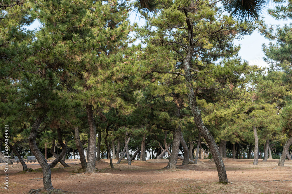 湖岸の松林