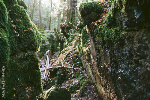 green moss in the forest