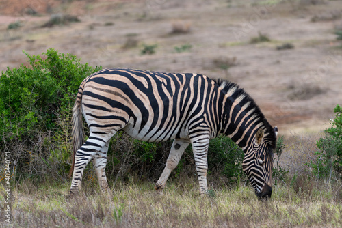 A zebra grazes in the wilds of Africa