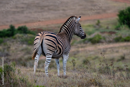 A zebra grazes in the wilds of Africa
