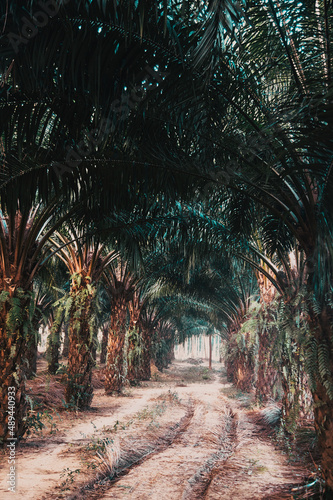 Palm trees plantation